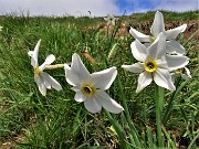 In Linzone spettacolo di narcisi e muscari - 15magg23-FOTOGALLERY